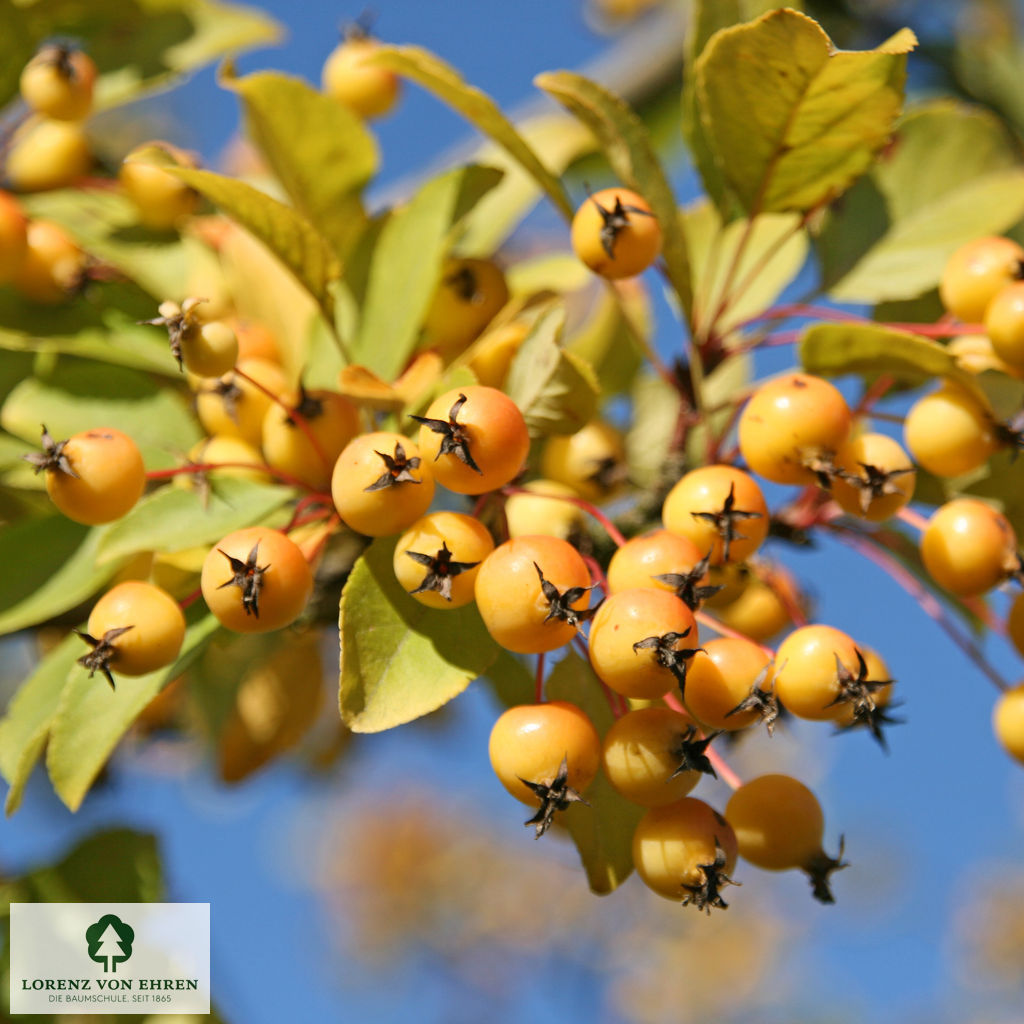 Malus 'Wintergold'