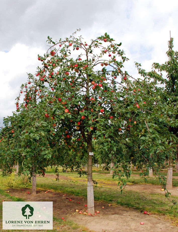 Malus domestica 'Jakob Fischer'