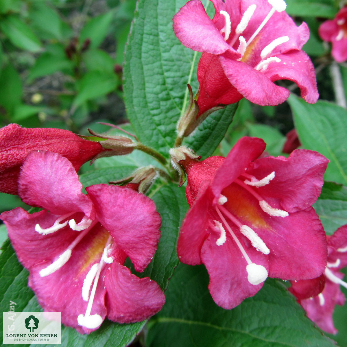 Weigela 'Bristol Ruby'