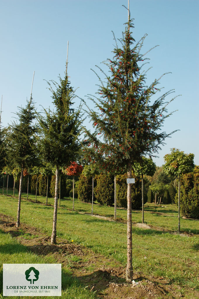 Taxus baccata