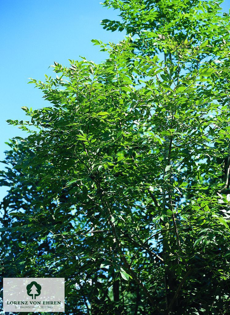 Fraxinus excelsior 'Geessink'