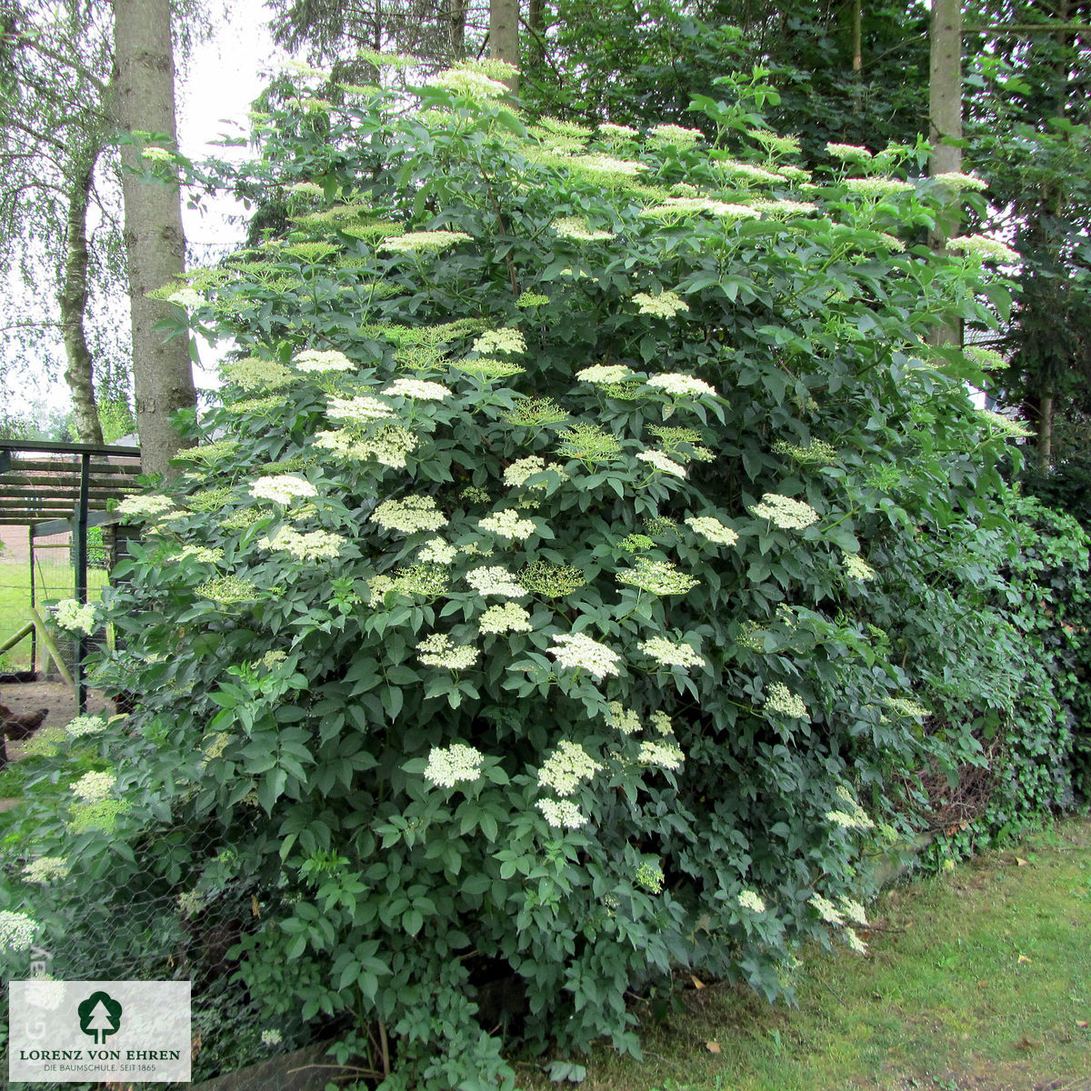 Sambucus canadensis 'Maxima'