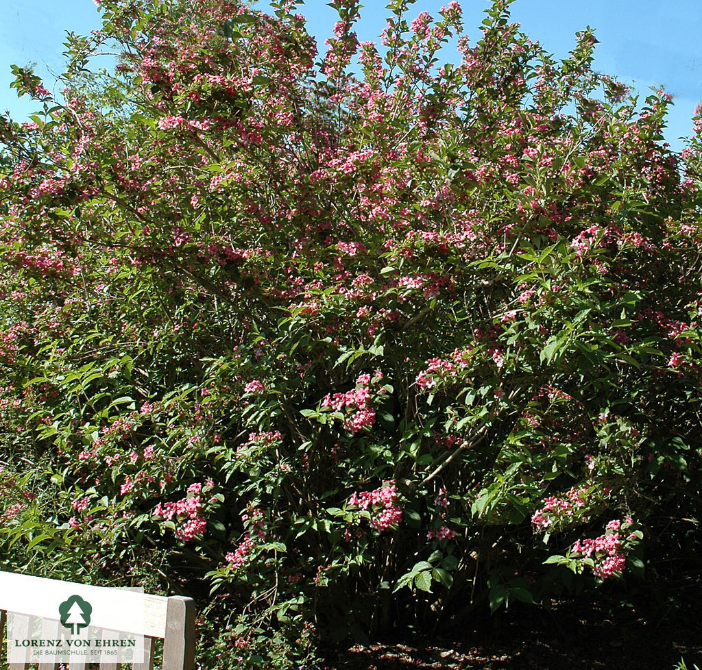 Weigela florida