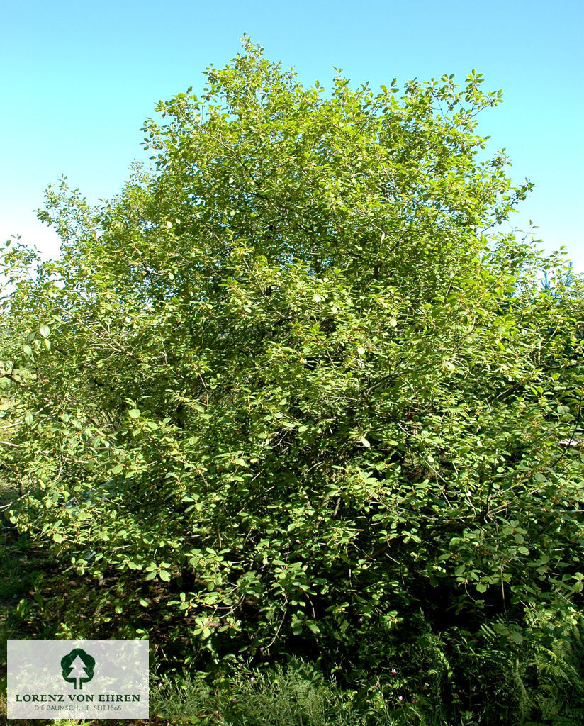 Rhamnus frangula