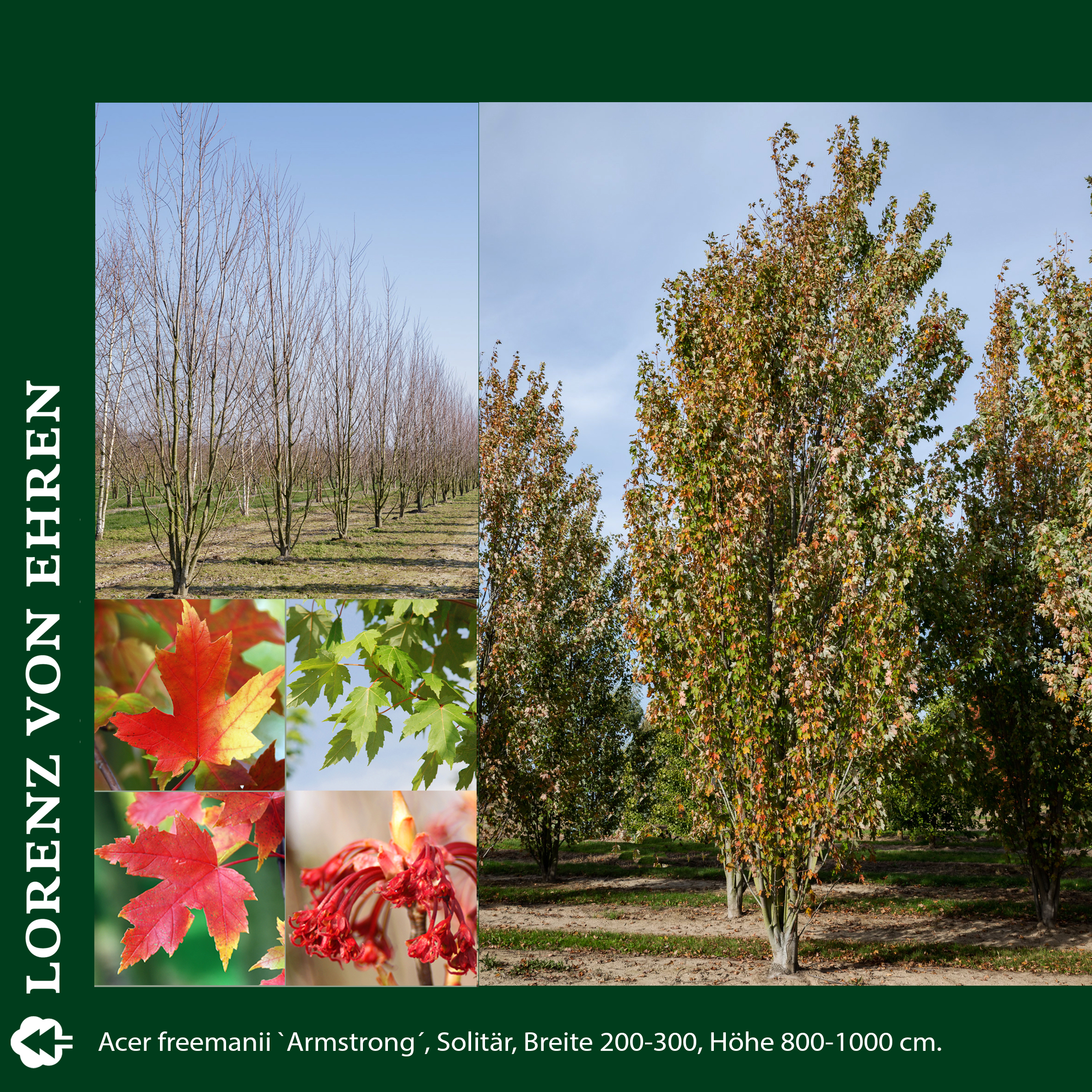 Baum und rote Blätter