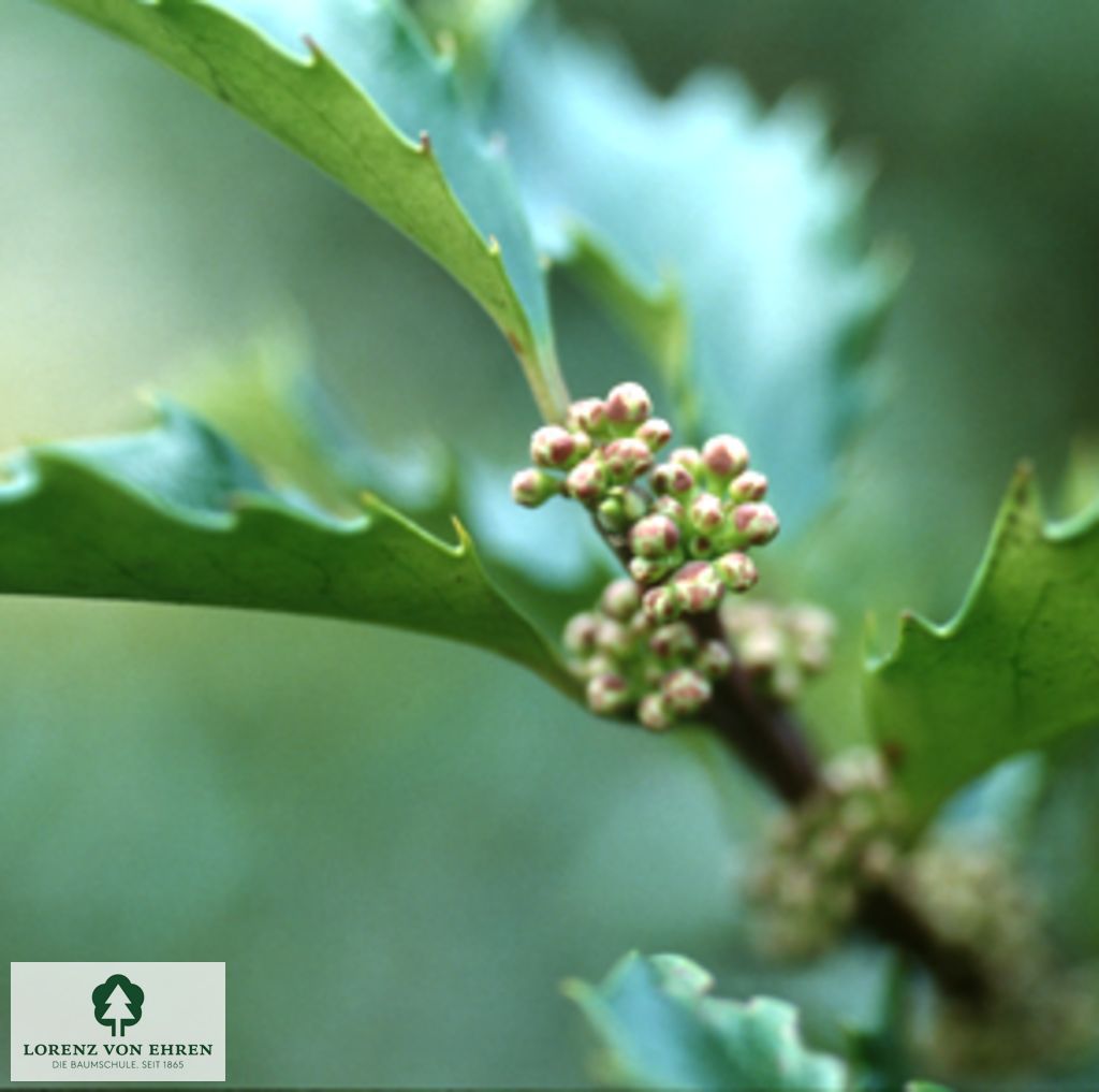 Ilex aquifolium