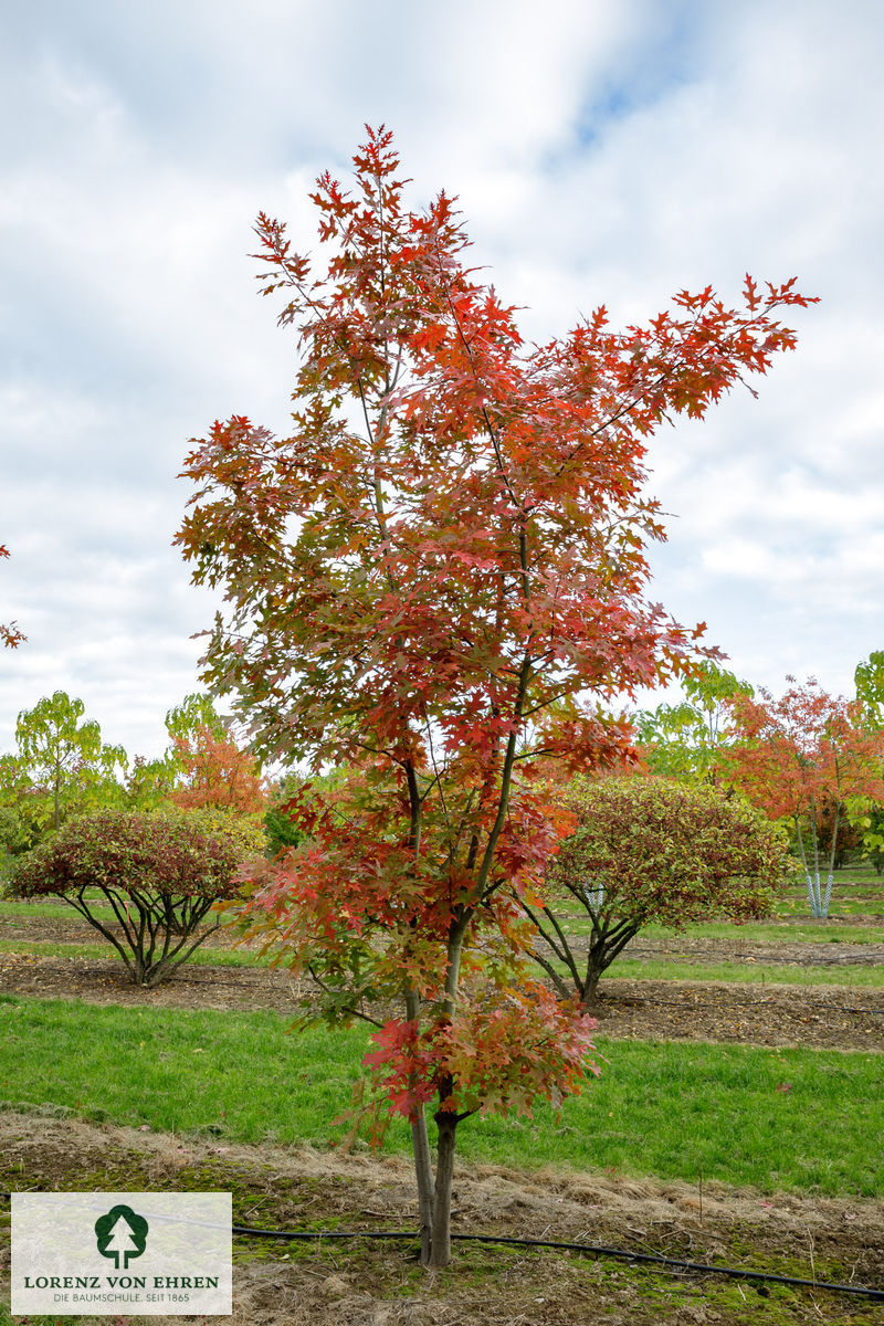 Quercus coccinea