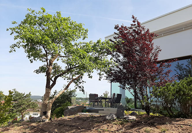 Links ein großer grünblättriger und rechts ein großer rotblättriger Baum. 