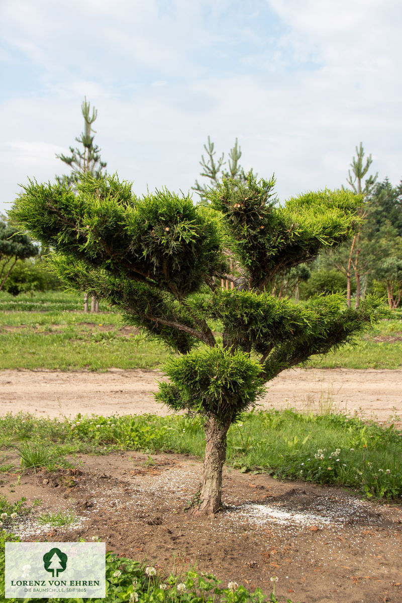 Juniperus media 'Mint Julep'