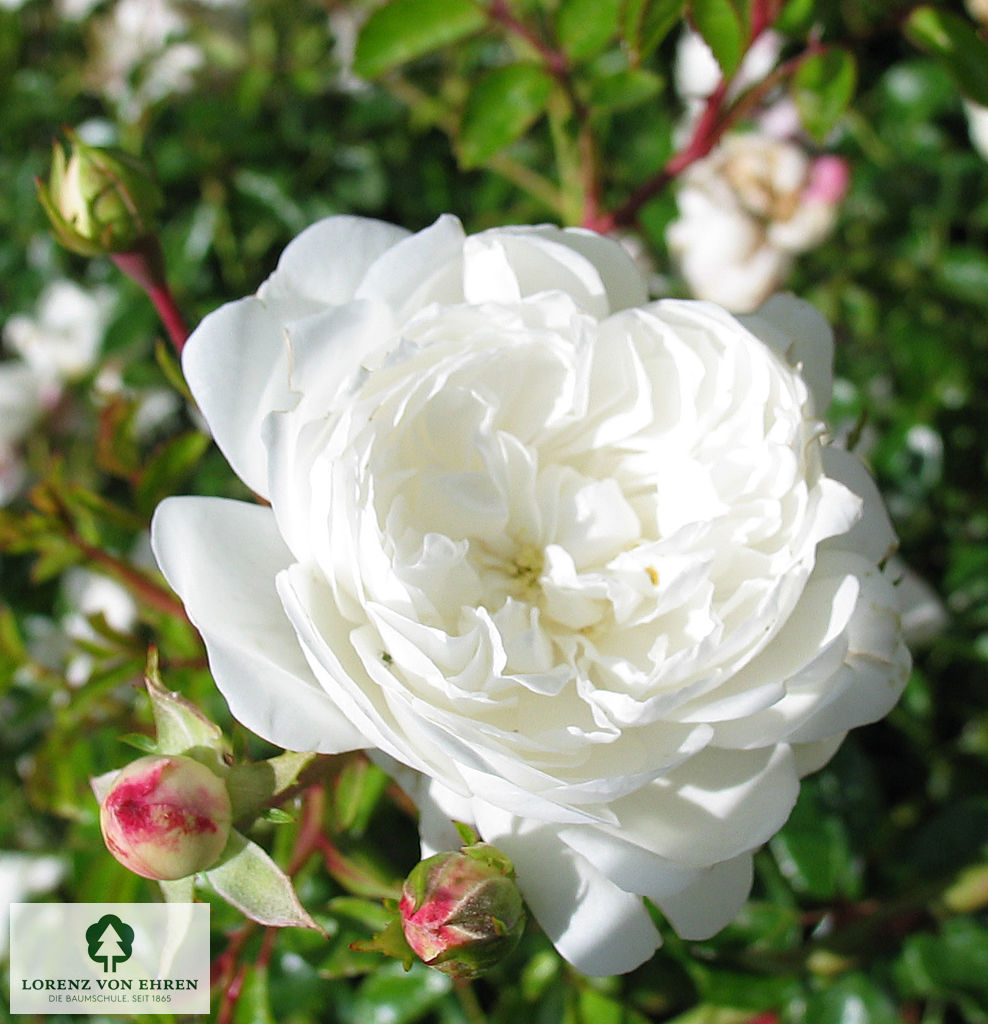 Rosa 'Kent'