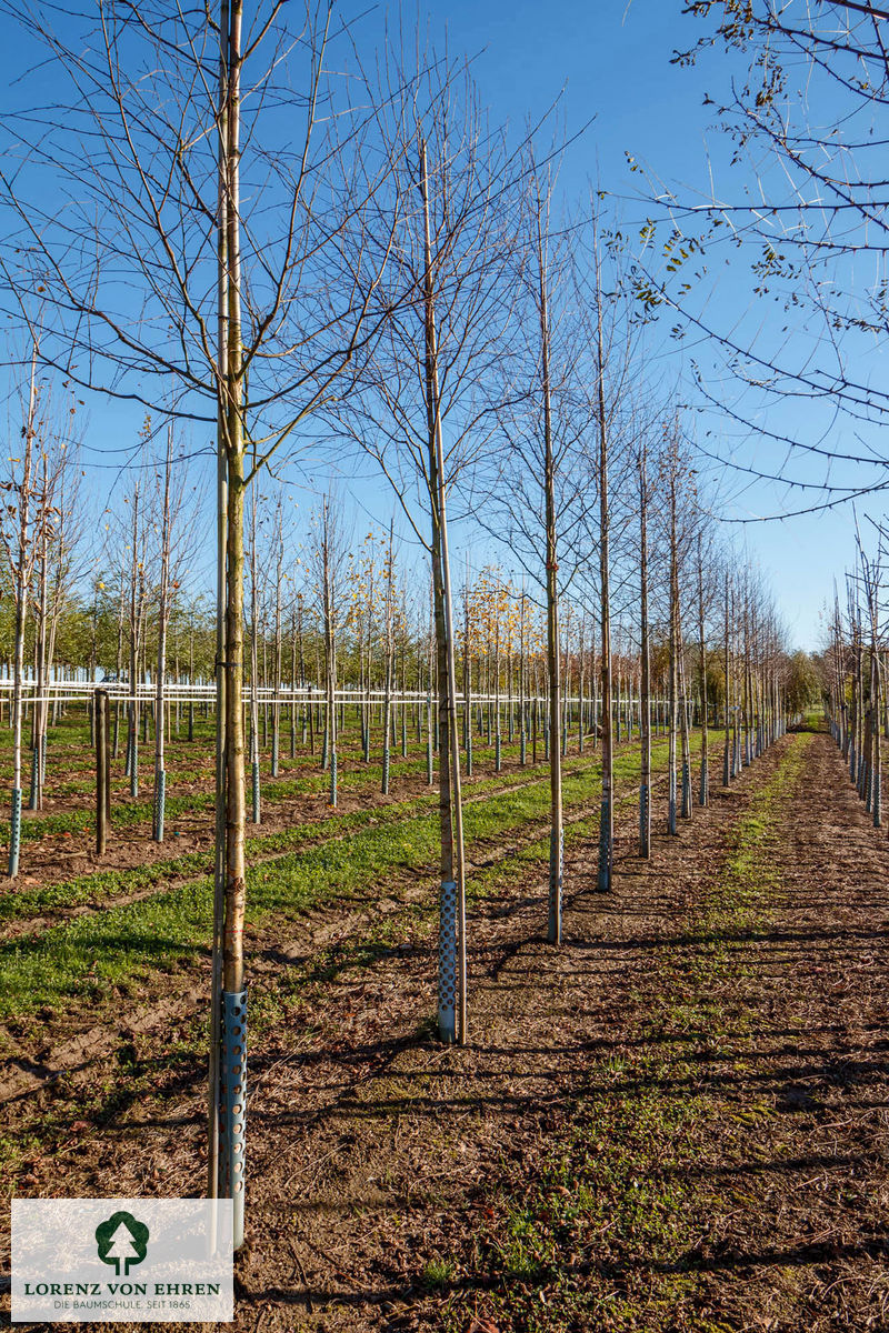 Betula pubescens