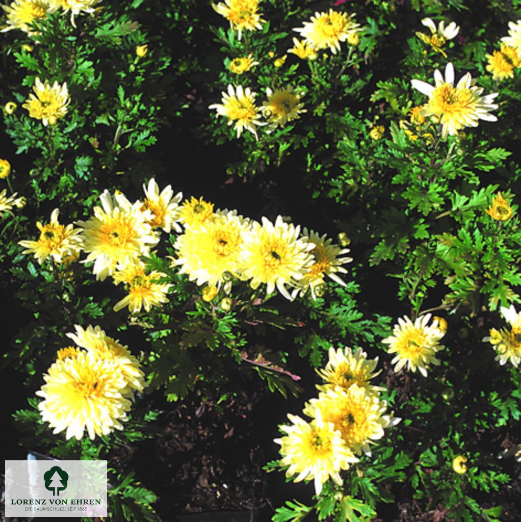 Chrysanthemum hortorum 'Citrus'