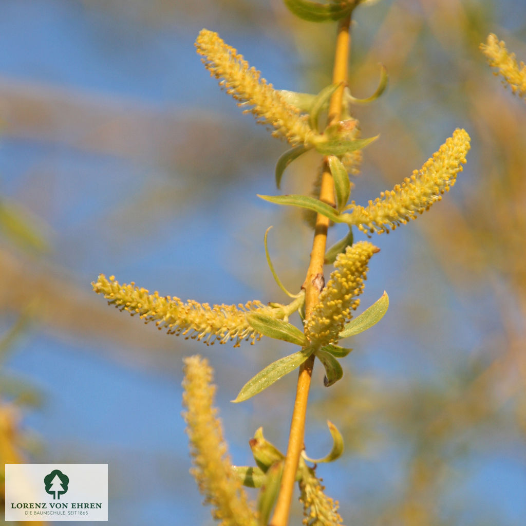 Salix alba 'Tristis'