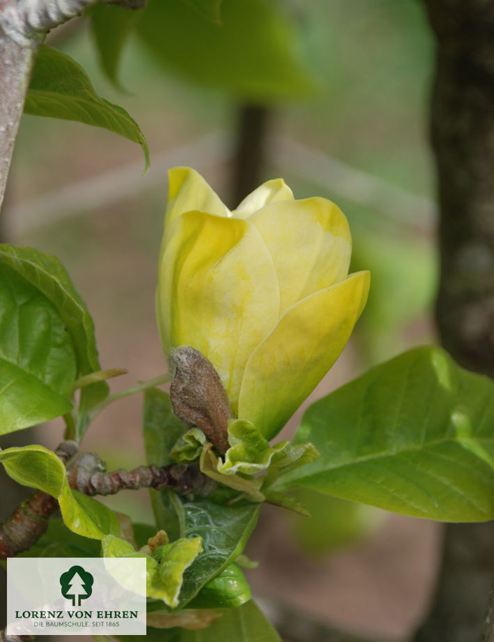 Magnolia 'Yellow Bird'