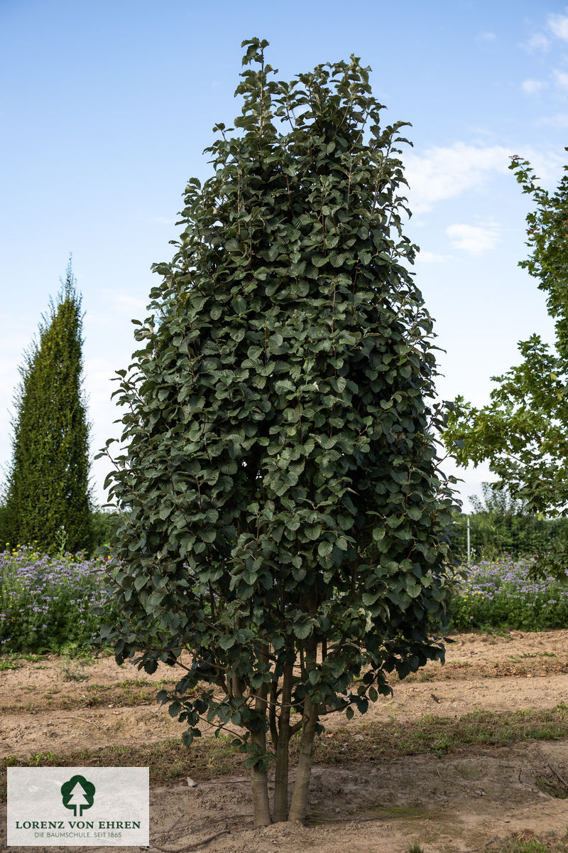 Sorbus incana