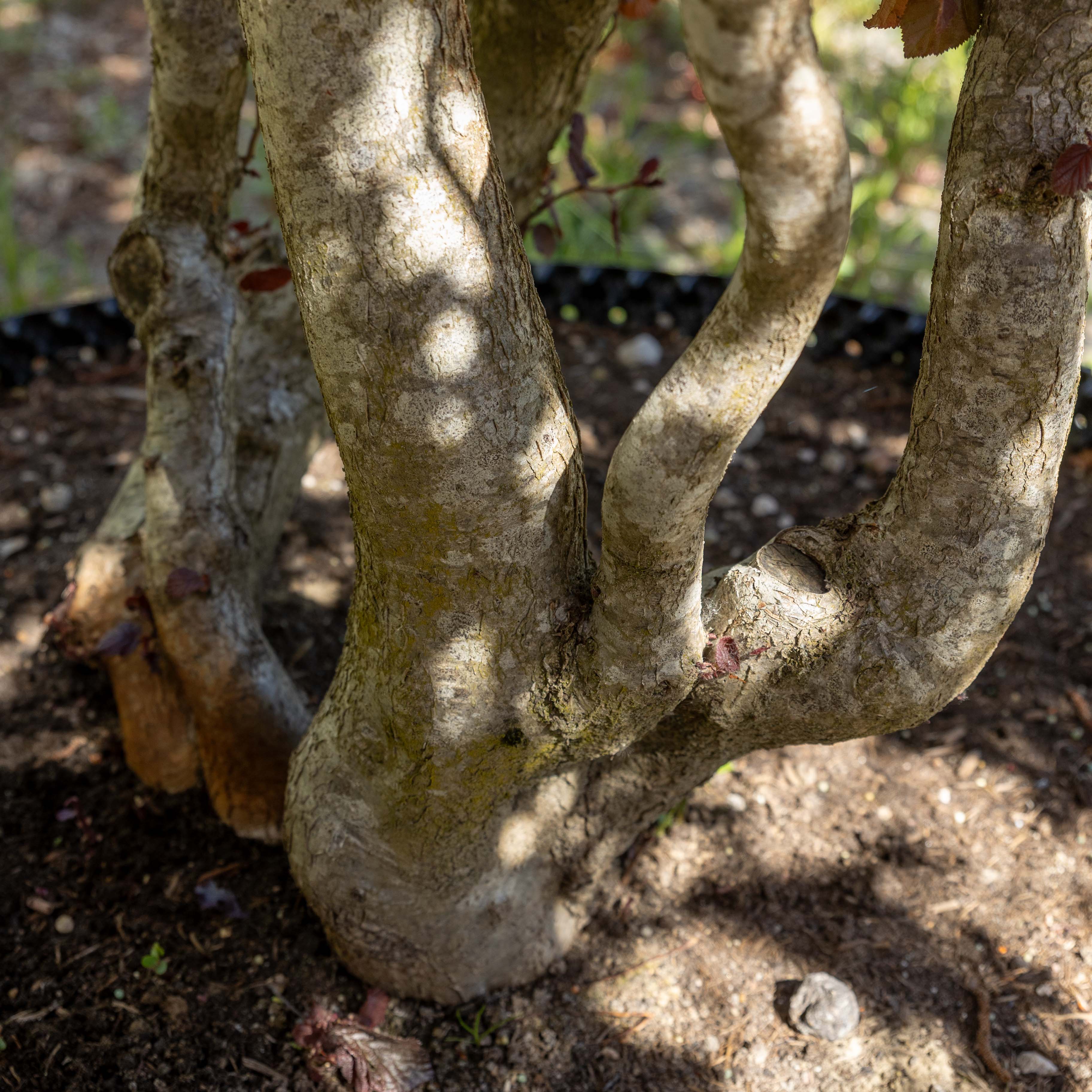 Corylus avellana  'Red Majestic' VJ