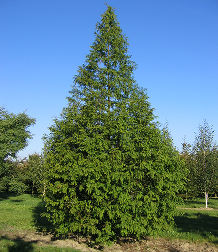Metasequoia LvE Sommer Stammbusch Blauer Hilmmel Sommer Baumschulfeld eine großer grüner Stammbusch
