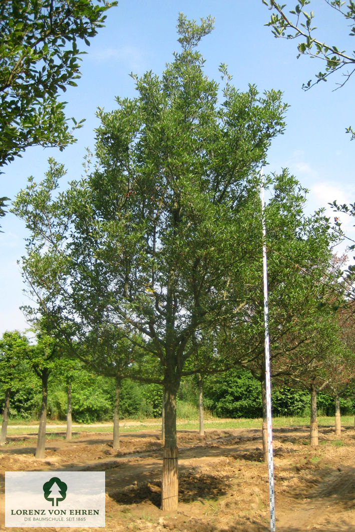 Crataegus lavallei 'Carrierei'