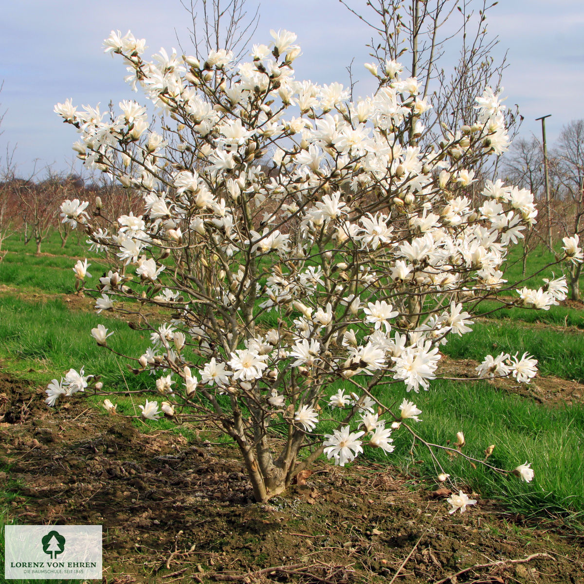 Magnolia stellata