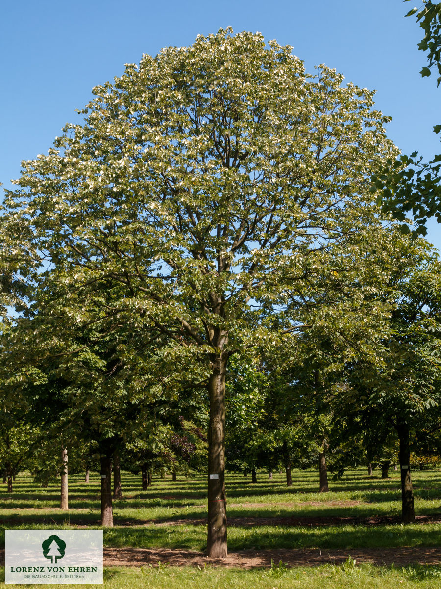 Tilia tomentosa