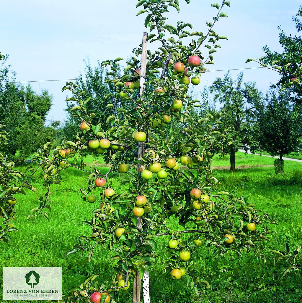 Malus domestica 'Gravensteiner'