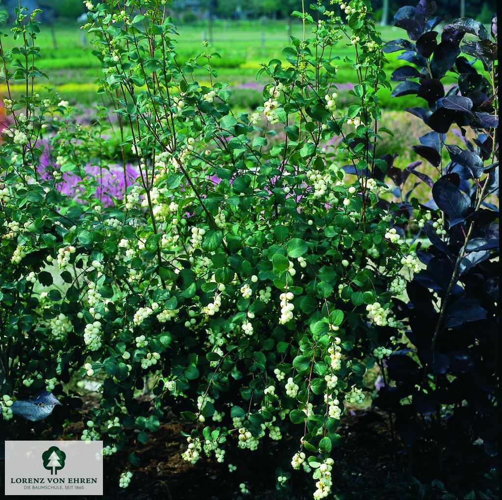 Symphoricarpos chenaultii