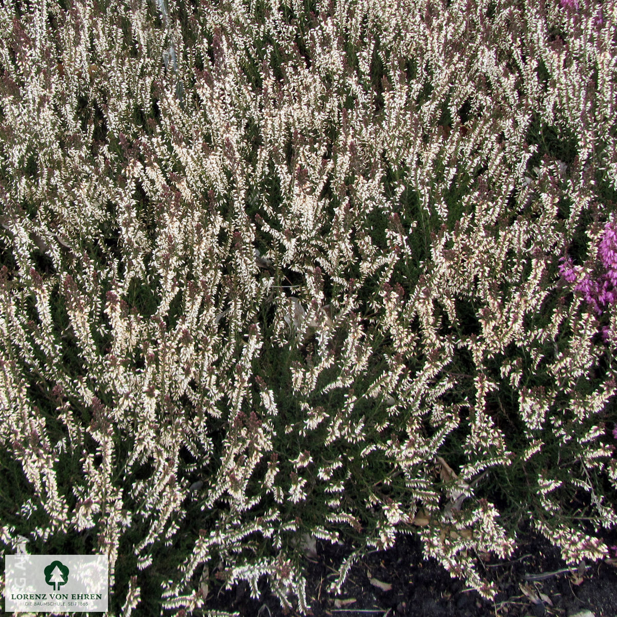 Calluna vulgaris 'Ralph Purnell'