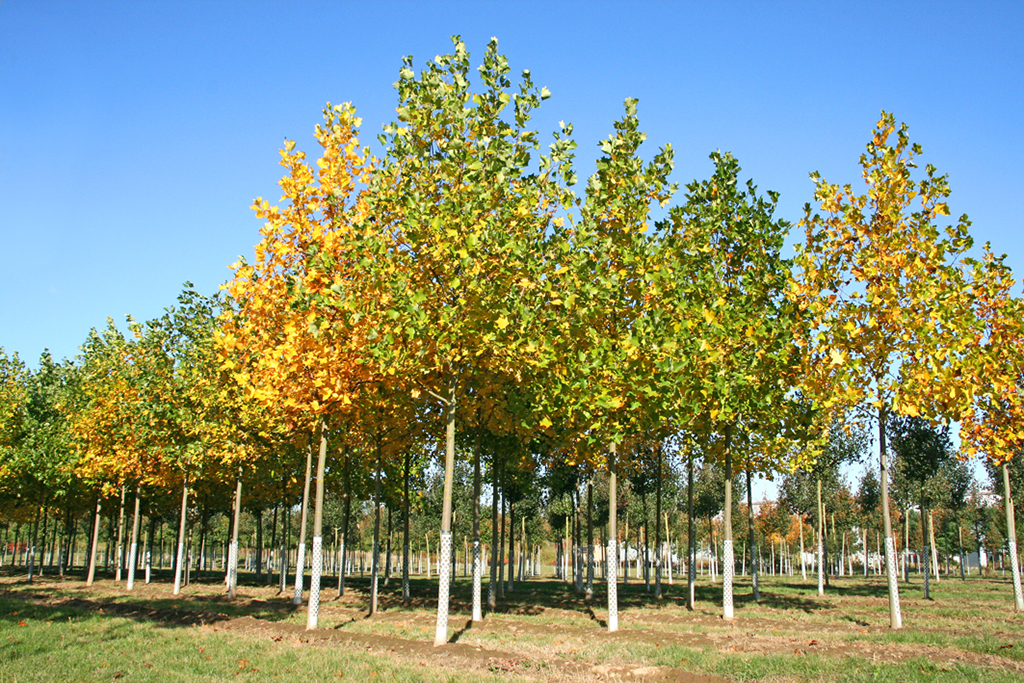 Liriodendron tulipifera Herbstfärbung Tulpenbäume im Herbst