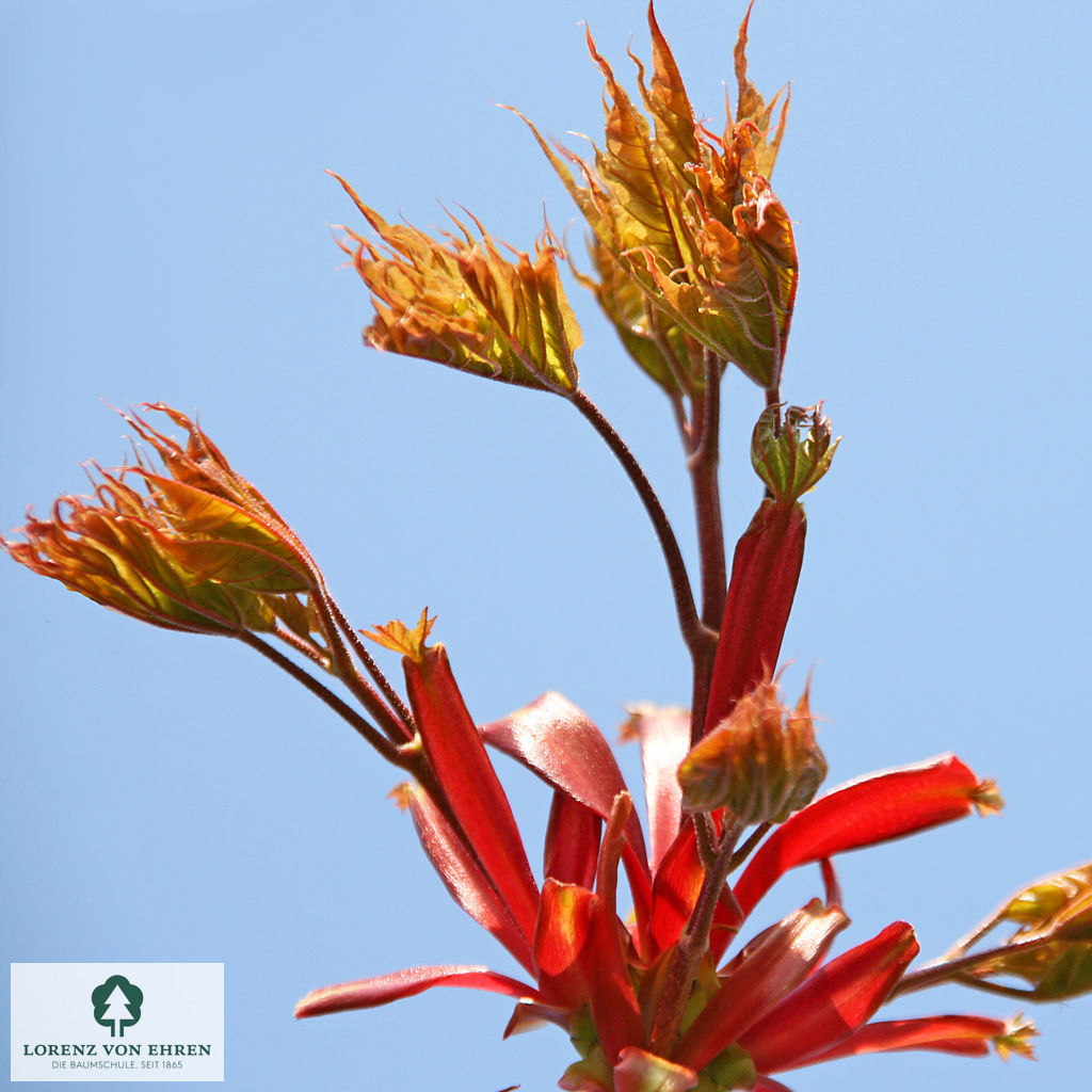 Acer platanoides 'Globosum'