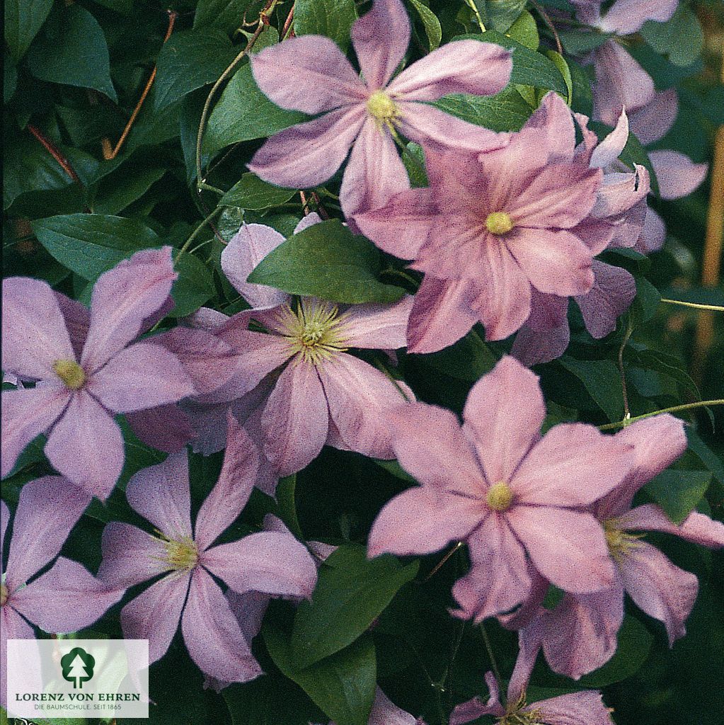 Clematis 'Madame Baron Veillard'