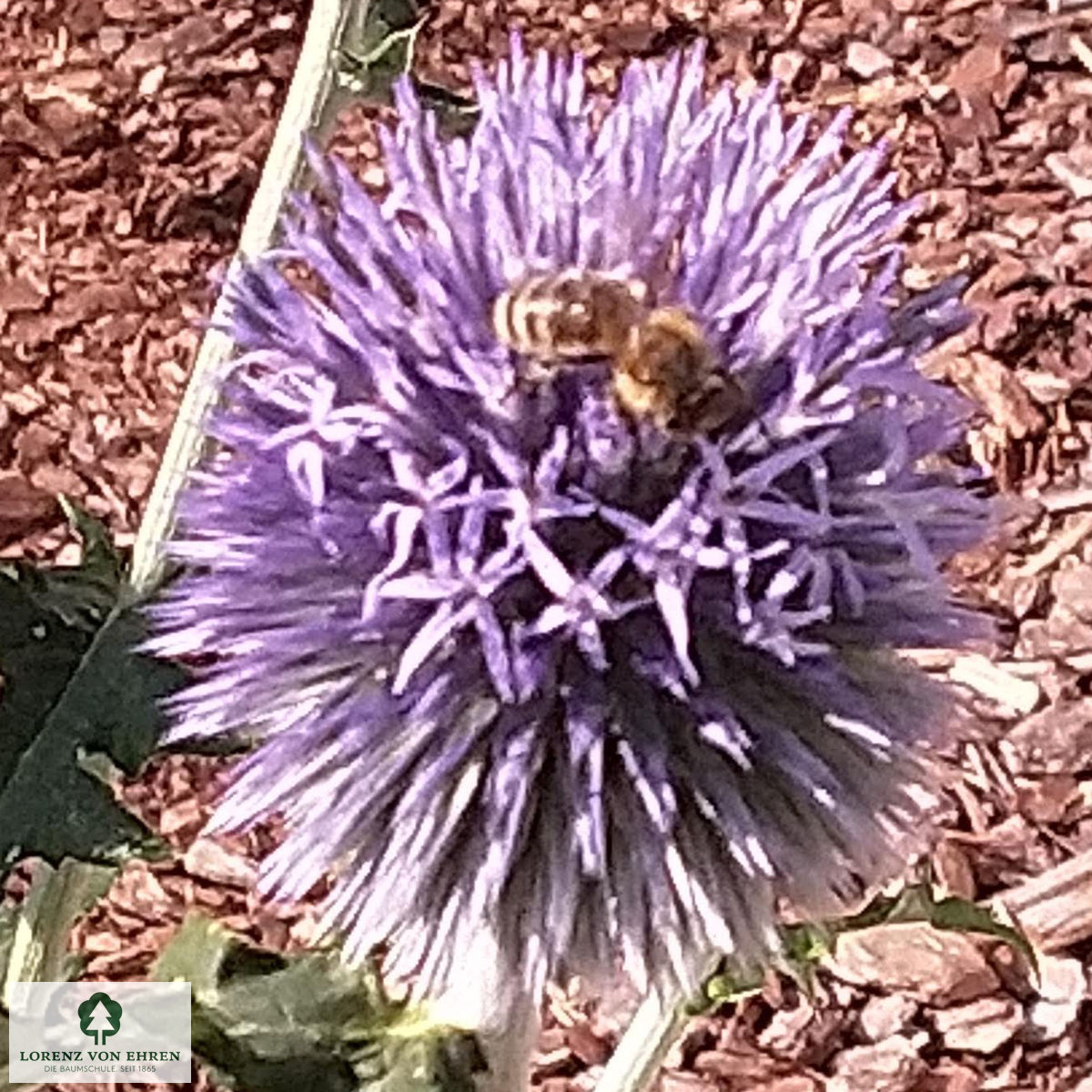 Echinops ritro