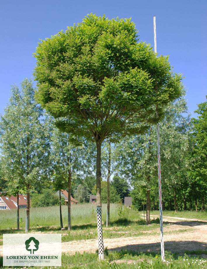 Robinia pseudoacacia 'Umbraculifera'