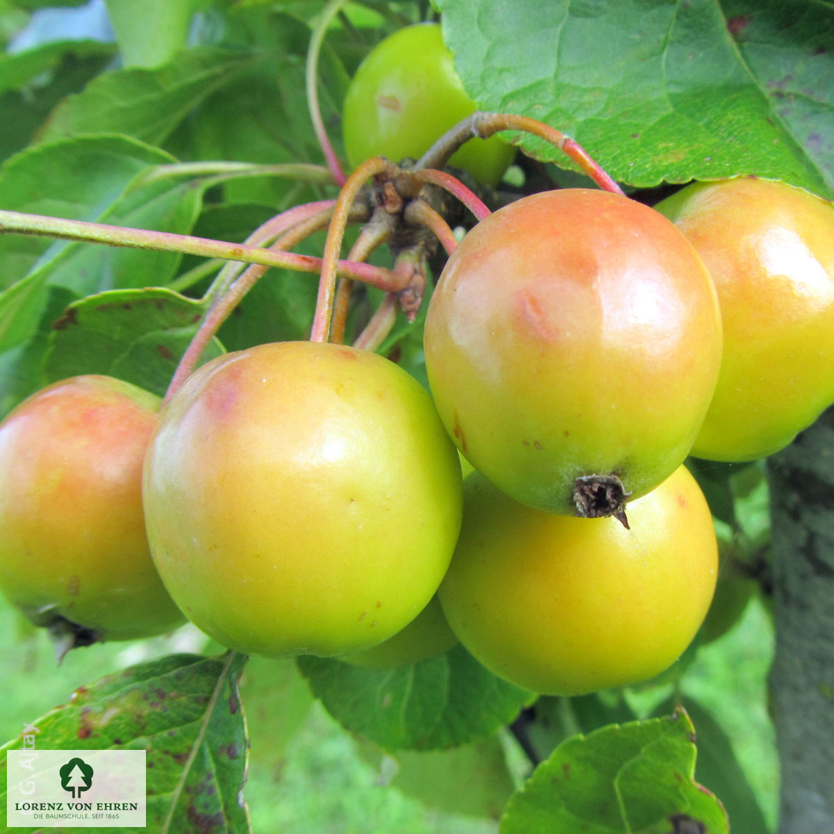 Malus 'Golden Hornet'