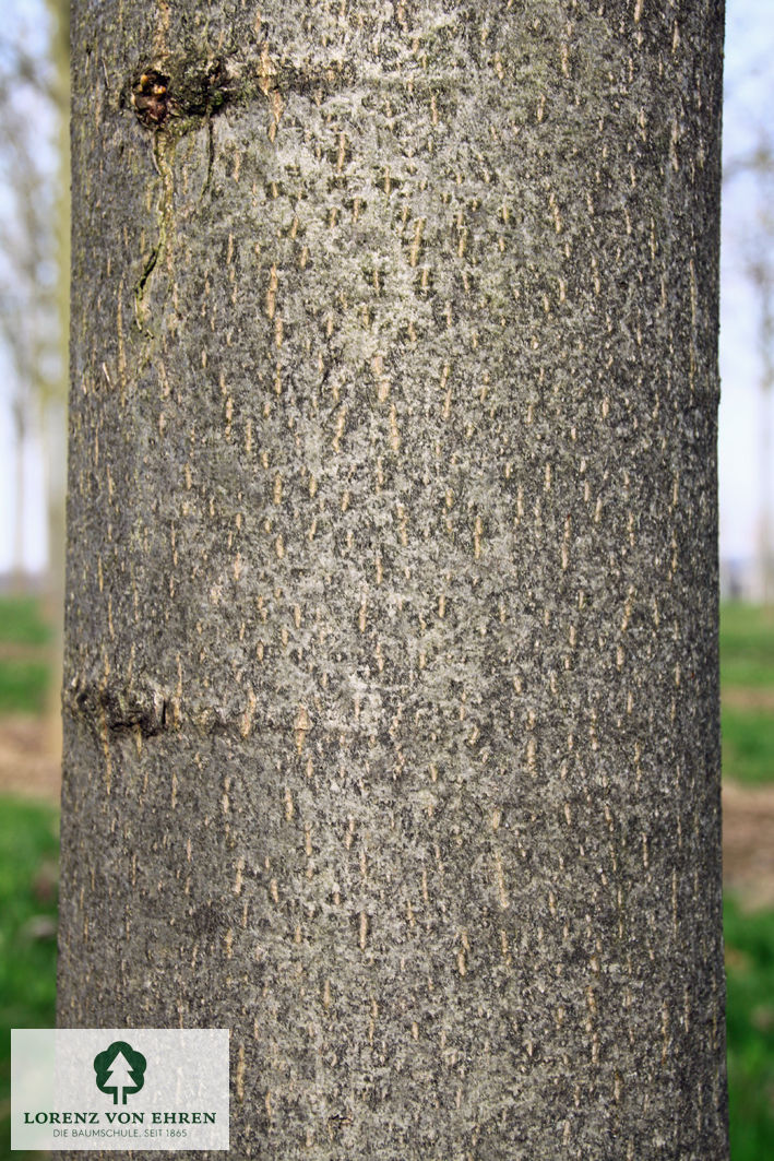 Tilia euchlora