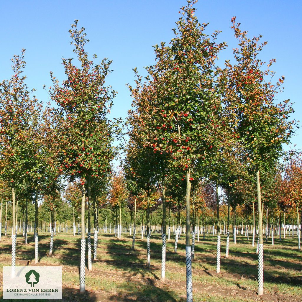 Crataegus crus-galli