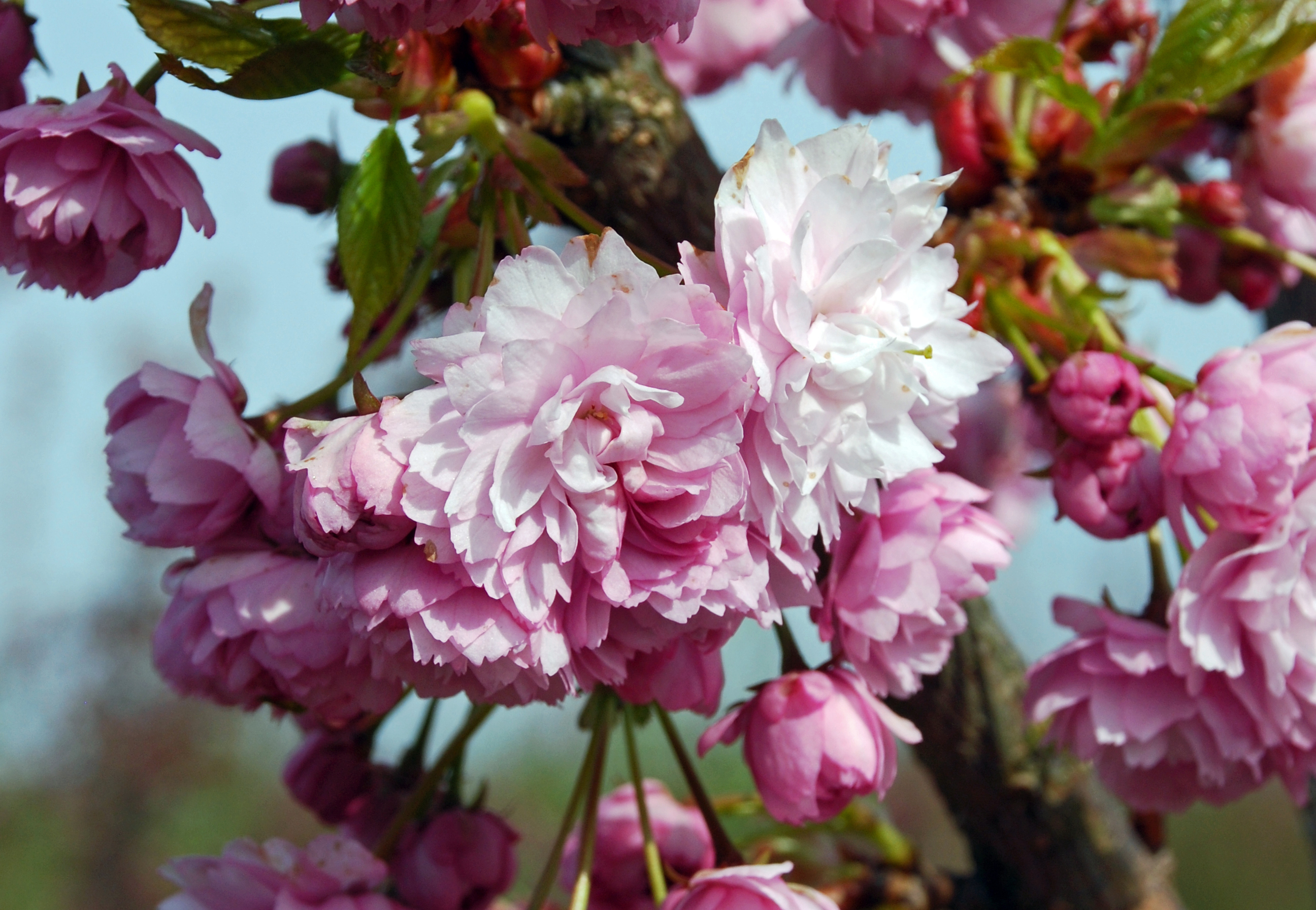 Rosa Blüten der Japanische Hänge-Nelkenkirsche 'Kiku-shidare-Zakura'