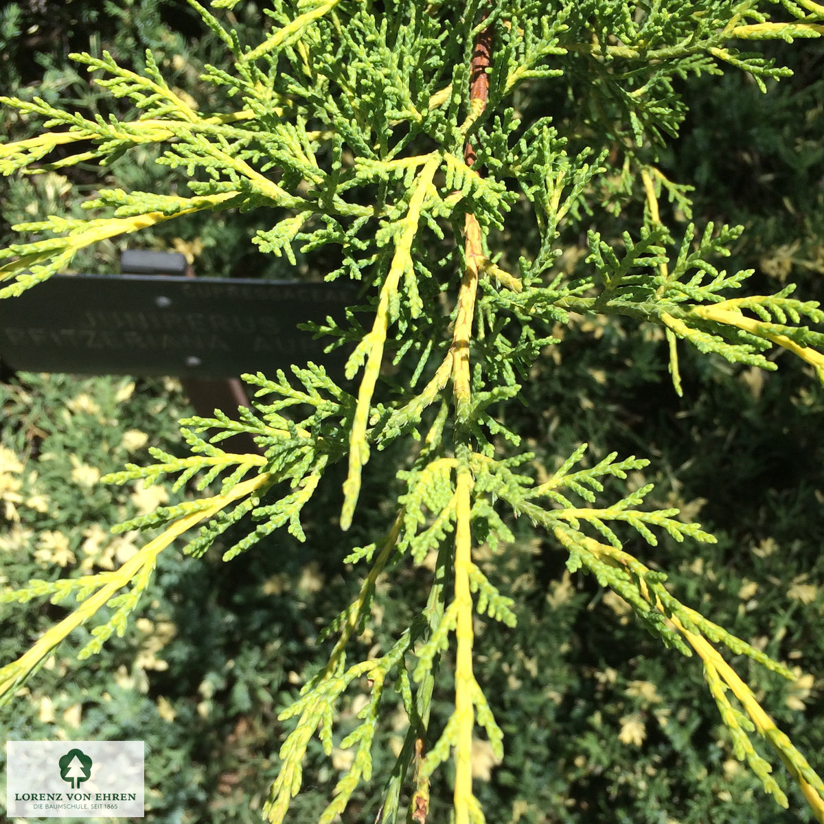 Juniperus media 'Pfitzeriana Aurea'