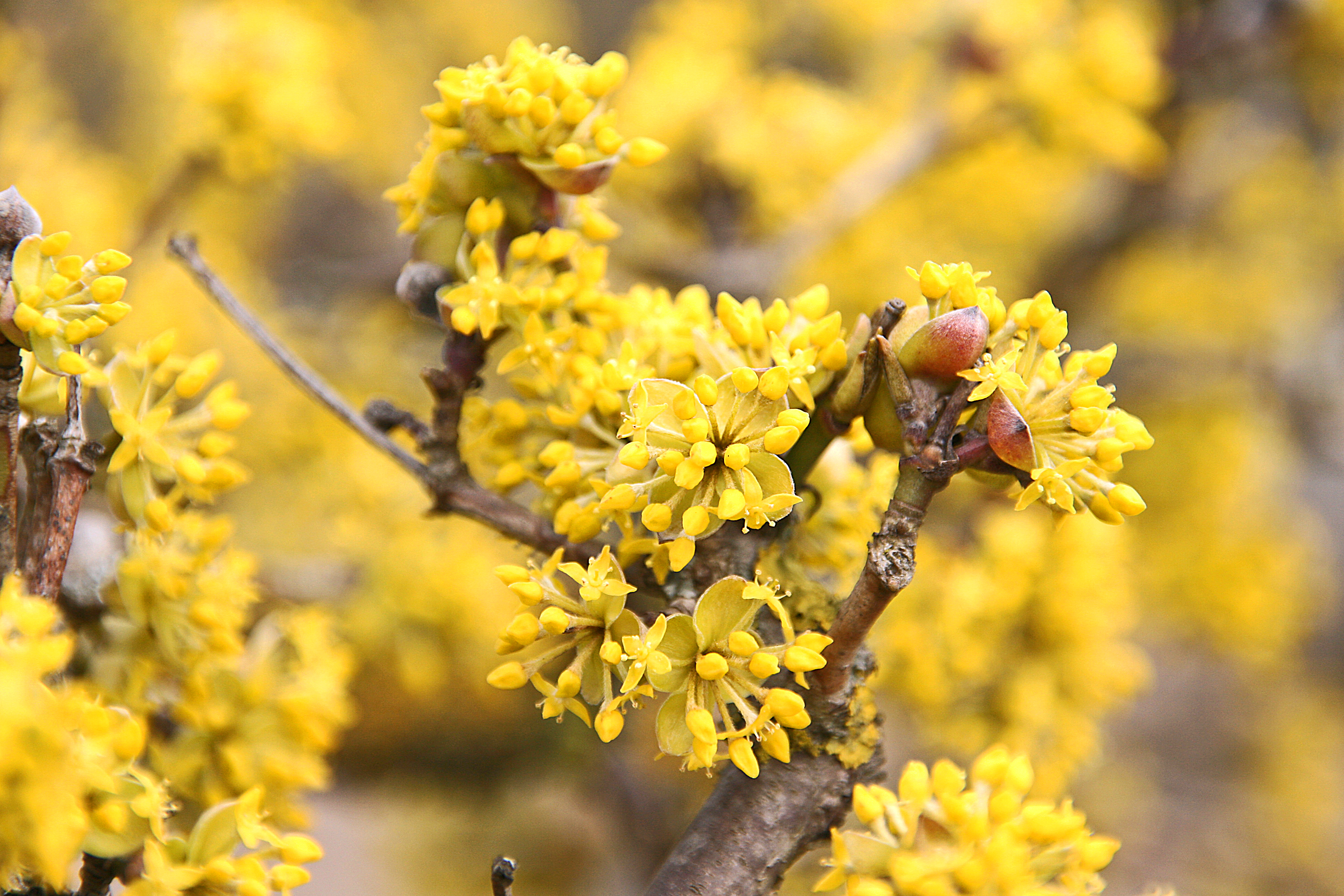 Die zarten gelben Blüten der Kornelkirsche