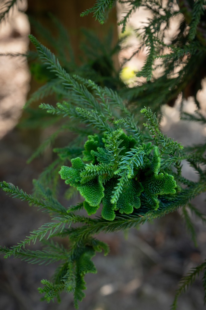 Cryptomeria japonica 'Cristata' Unikat