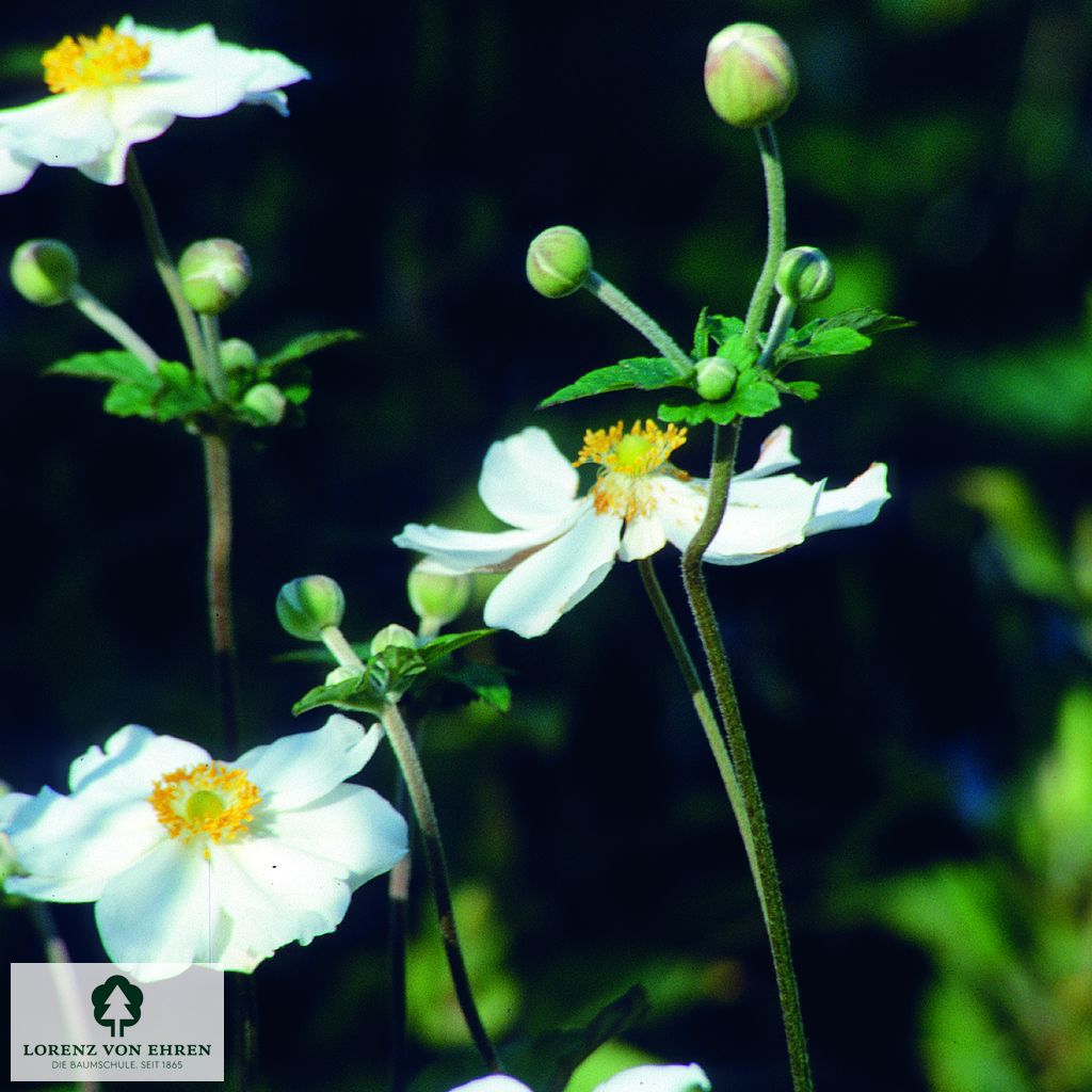 Anemone japonica 'Honorine Jobert'