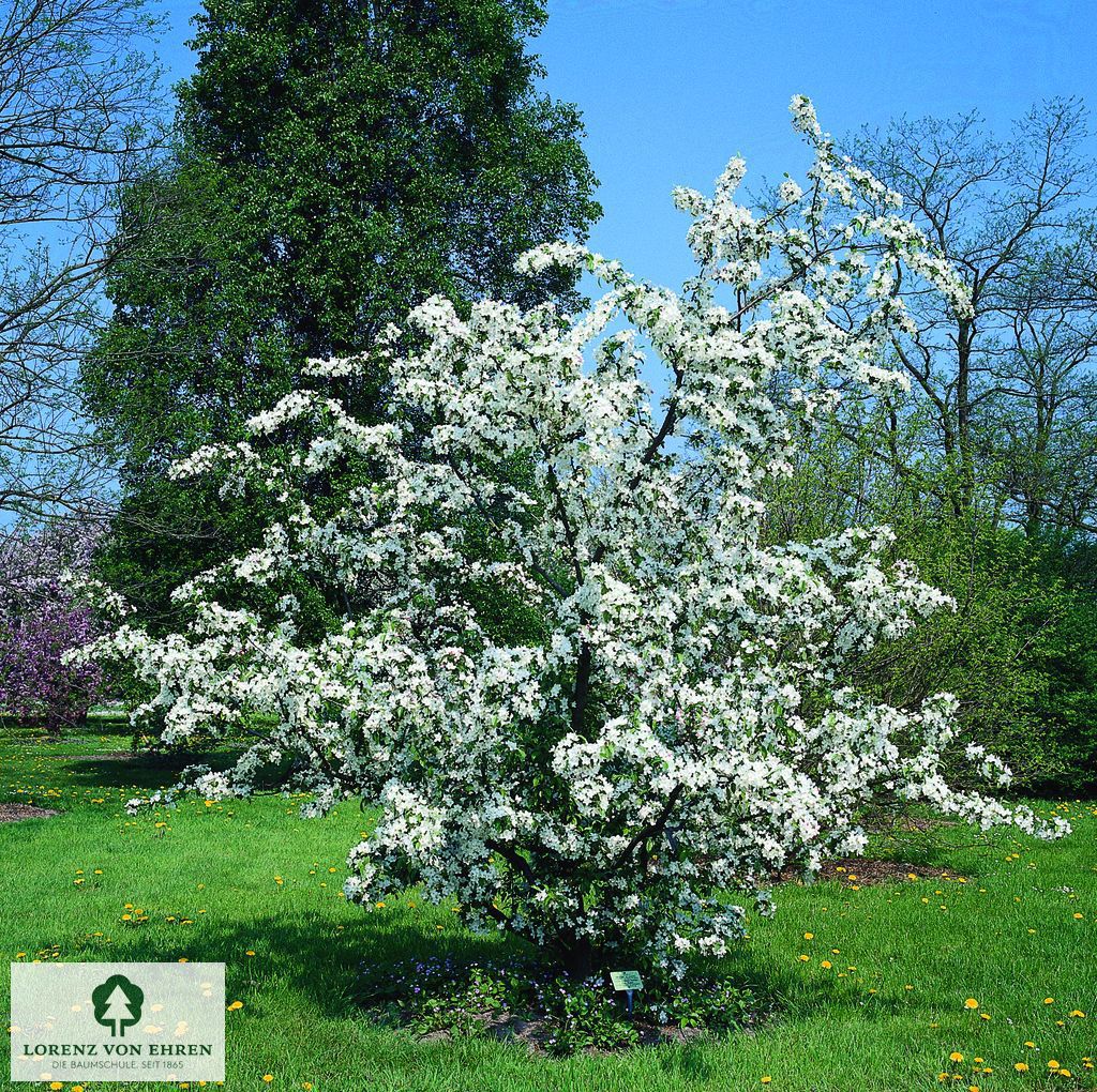 Malus 'Charlottae'