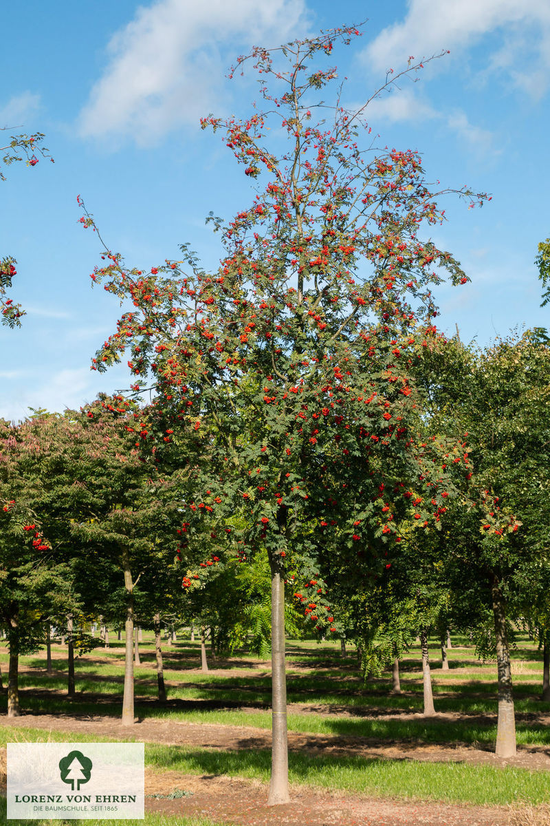 Sorbus aucuparia