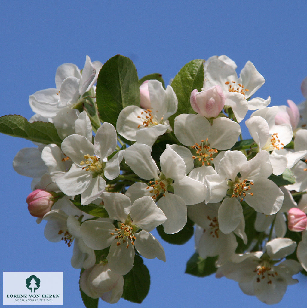 Malus 'Red Sentinel'