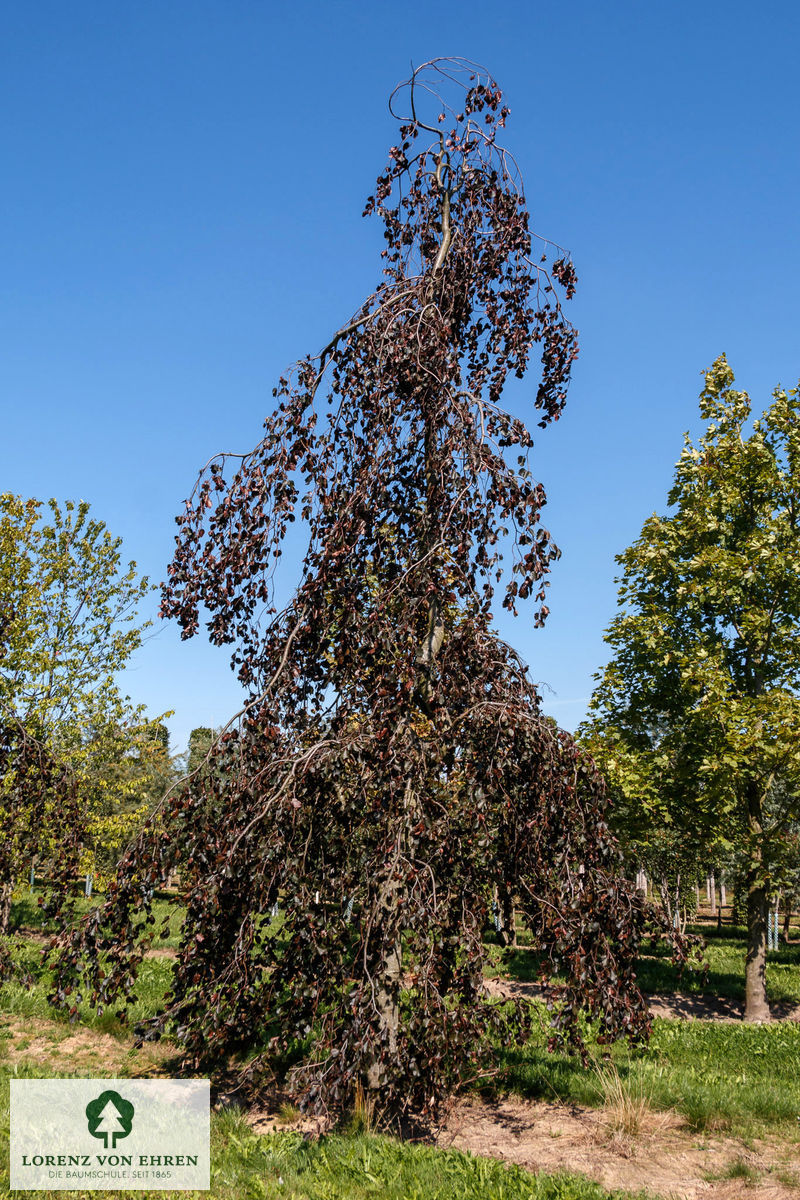 Fagus sylvatica 'Purpurea Pendula'