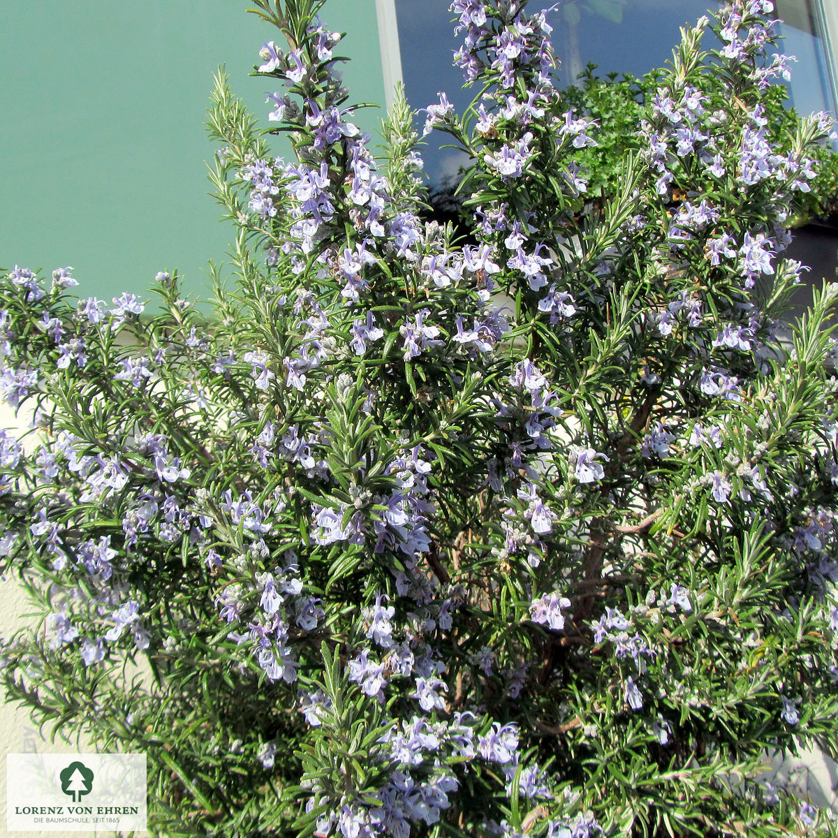 Rosmarinus officinalis