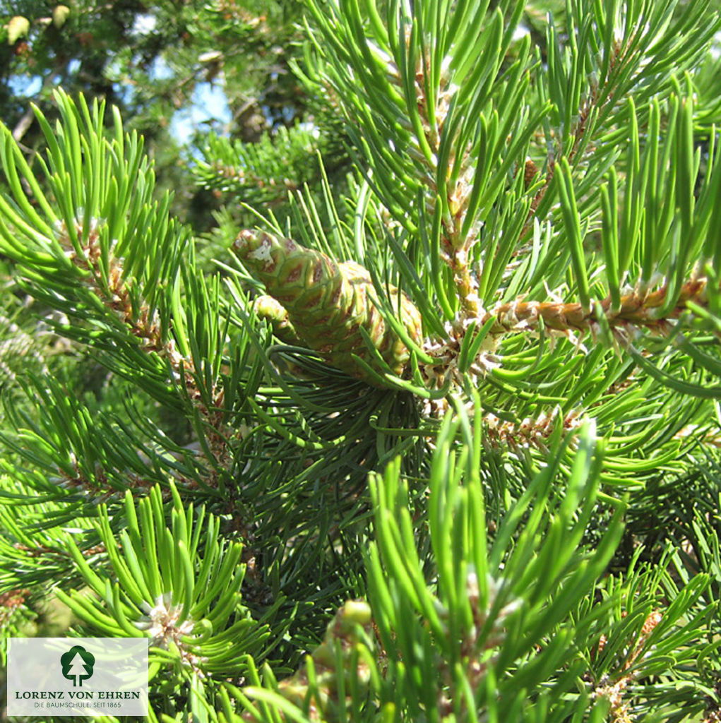 Pinus banksiana