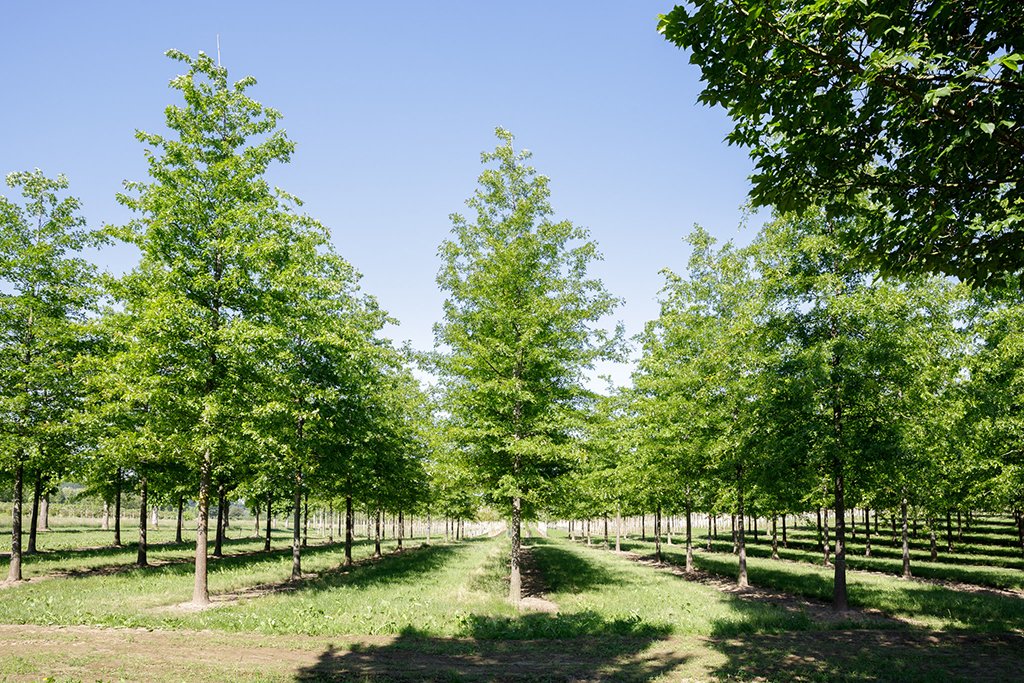 Sommergrüne Sumpfeichen in Reihen