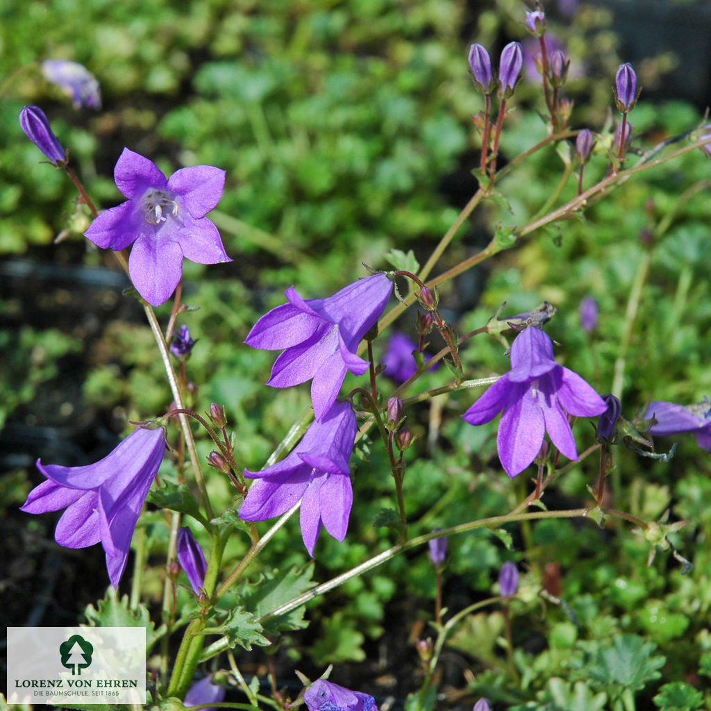 Campanula 'Birch Hybrid'