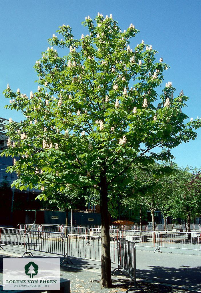 Aesculus hippocastanum 'Baumannii'