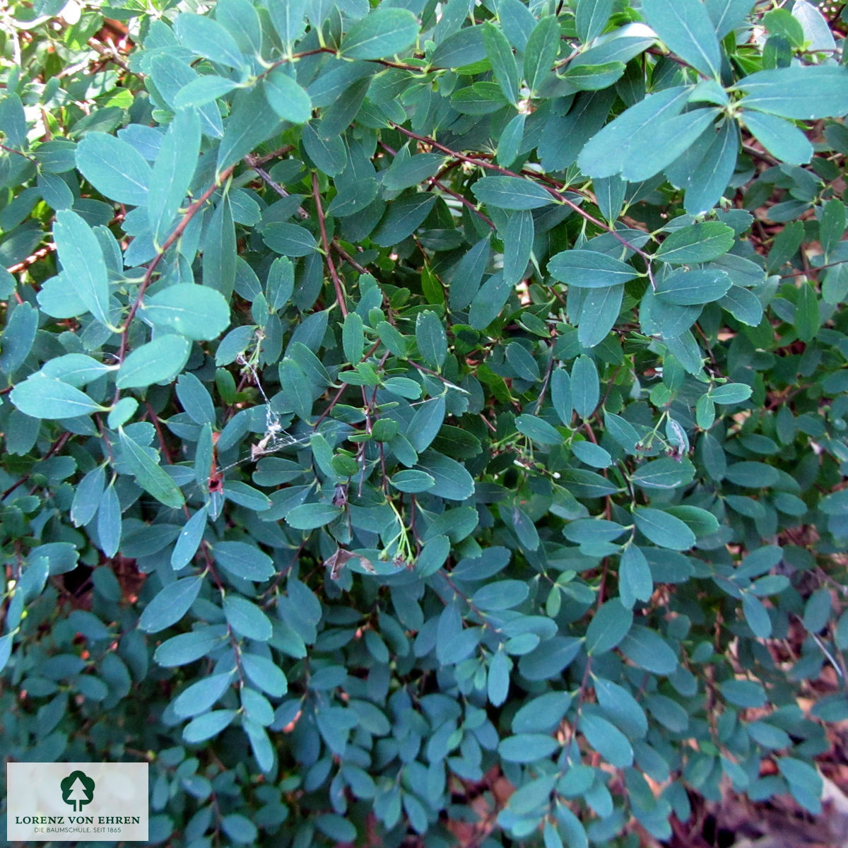 Spiraea nipponica 'Halward's Silver'